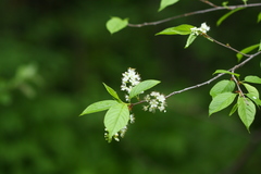 Prunus maackii