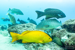 Mycteroperca rosacea