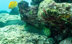 Gymnothorax castaneus