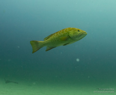 Mycteroperca rosacea