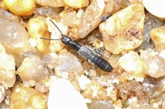 Cafius algophilus