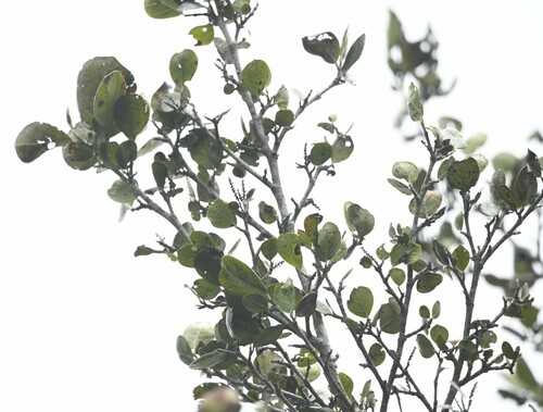 Chaetocarpus cordifolius (Chaetocarpus cordifolius)