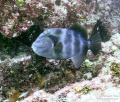 Pseudobalistes naufragium