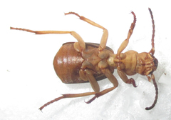 Crepidogaster