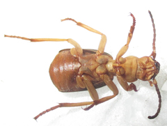 Crepidogaster