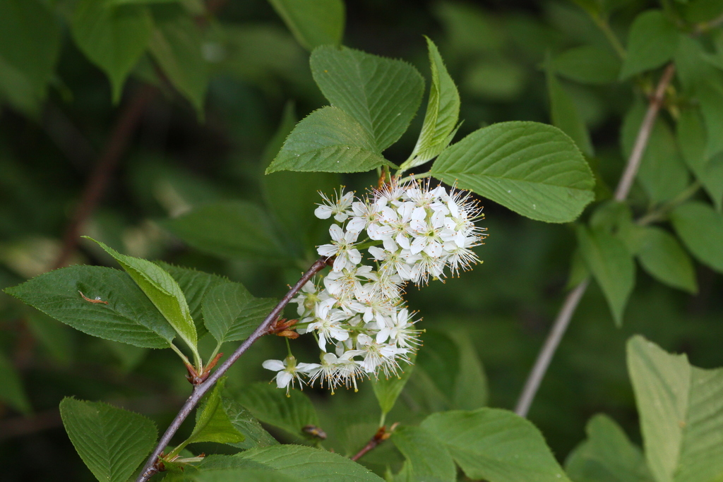 Prunus maackii — an easy houseplant, prefers full sun light