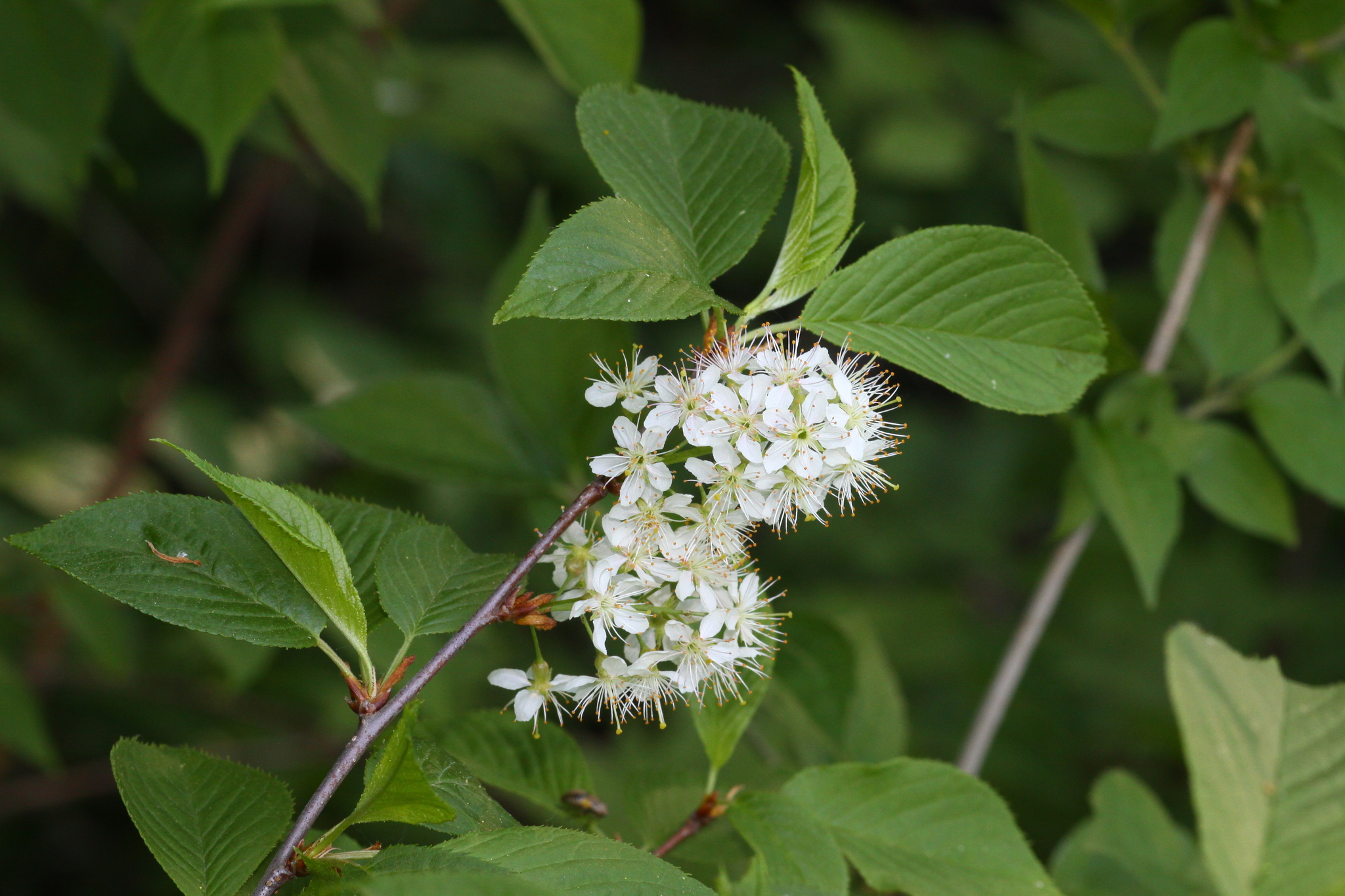 Prunus maackii