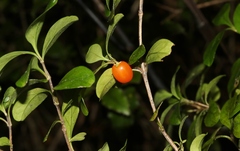 Coprosma colensoi