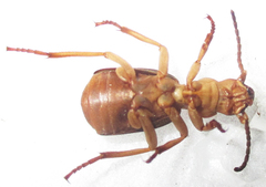 Crepidogaster
