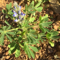 Lupinus micranthus