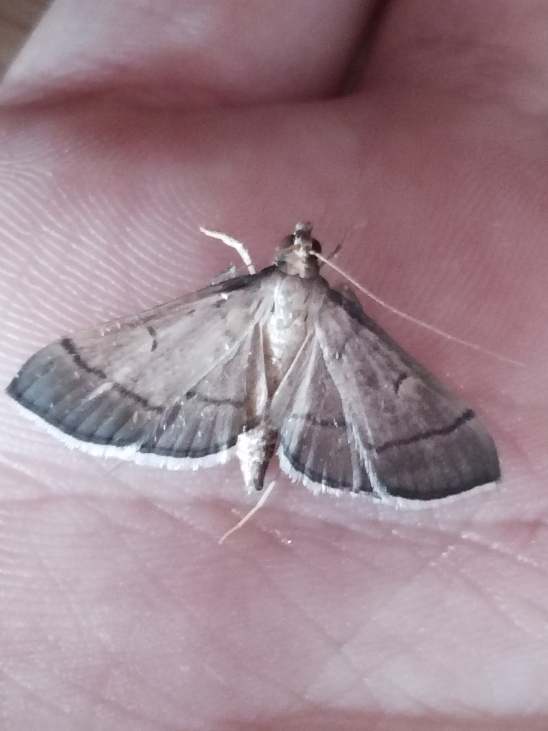 Bradina atopalis