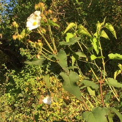 Cistus populifolius