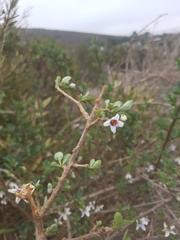 Solanum guineense