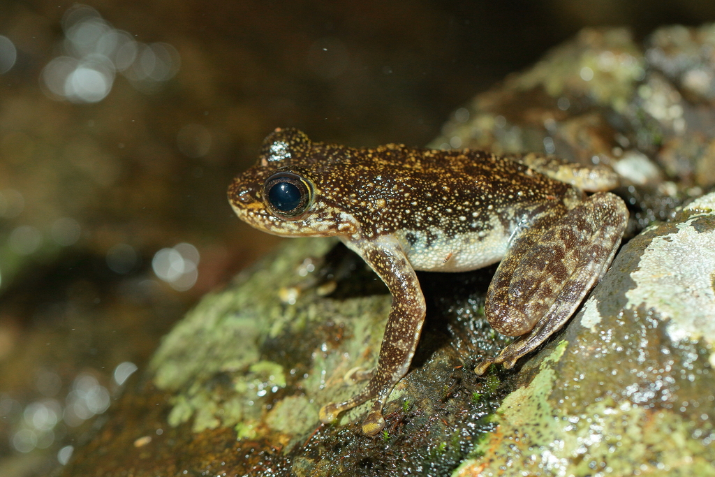 Hong Kong Cascade Frog