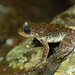 Hong Kong Cascade Frog - Photo (c) Tommy Hui, some rights reserved (CC BY-NC), uploaded by Tommy Hui
