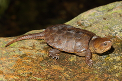 Platysternon megacephalum