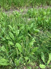 Plantago