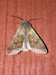 Orthosia pacifica