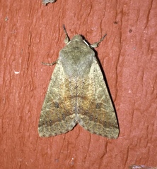 Orthosia pacifica