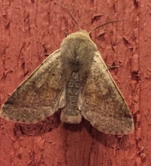Orthosia pacifica