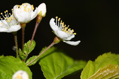 Prunus maximowiczii