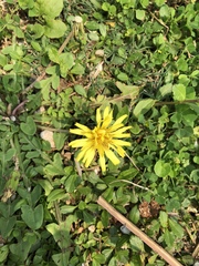 Taraxacum formosanum