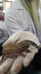 Eublepharis macularius