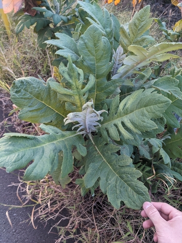 Bocconia frutescens observed 2023-11-11