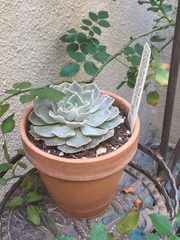 Echeveria shaviana