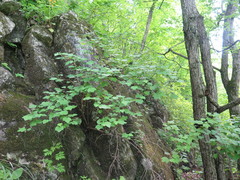 Physocarpus amurensis