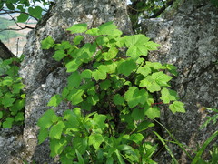 Physocarpus amurensis
