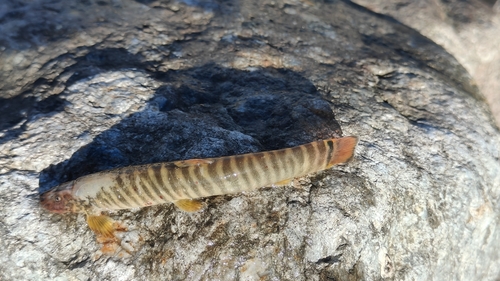 Red-tailed Squirrel Loach
