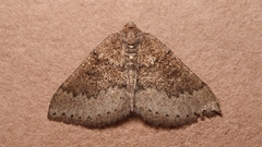 Aleucis distinctata