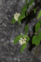 Physocarpus amurensis