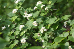 Physocarpus amurensis