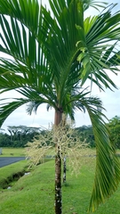 Ponapea ledermanniana