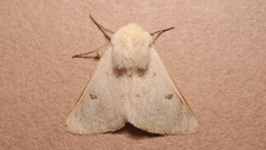Dyscia distinctaria