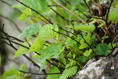 Physocarpus amurensis
