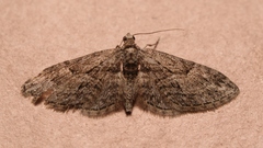 Eupithecia oxycedrata