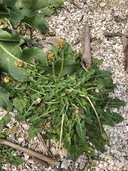 Taraxacum formosanum