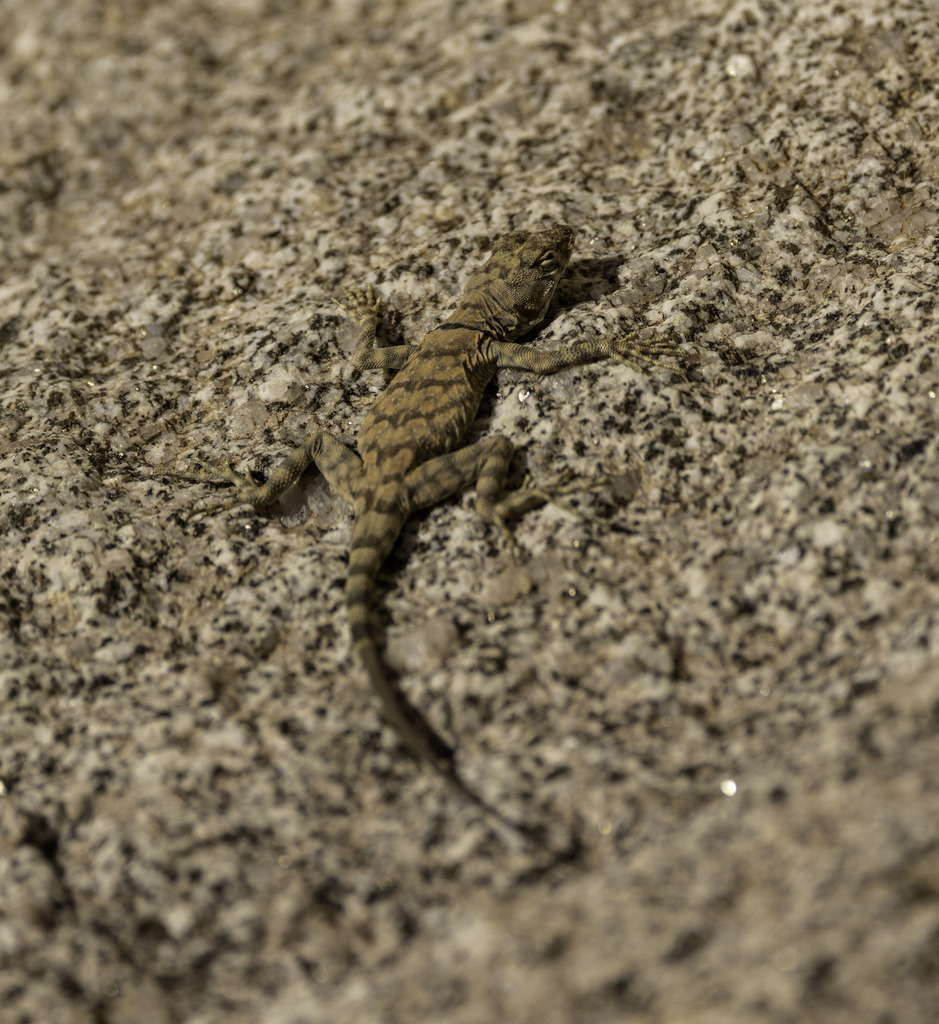 Banded Rock Lizard from Anza-Borrego Desert State Park, Julian, CA, US ...