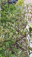 Terminalia mantaly 'triciolor'