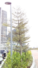 Terminalia mantaly 'triciolor'