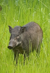 Sus scrofa vittatus