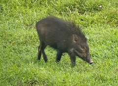 Sus scrofa vittatus