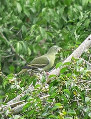Treron curvirostra