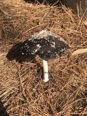 Coprinus calyptratus
