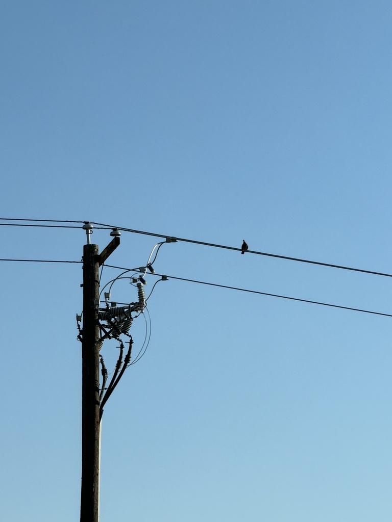 Rock Pigeon from Sierra Fwy, Clovis, CA, US on November 23, 2023 at 02: ...