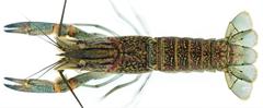 Cherax quadricarinatus