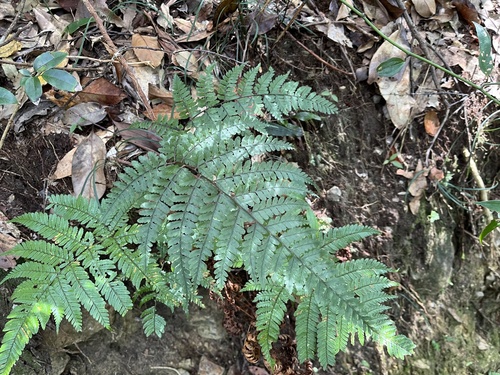 Athyrium clivicola iNat (2)